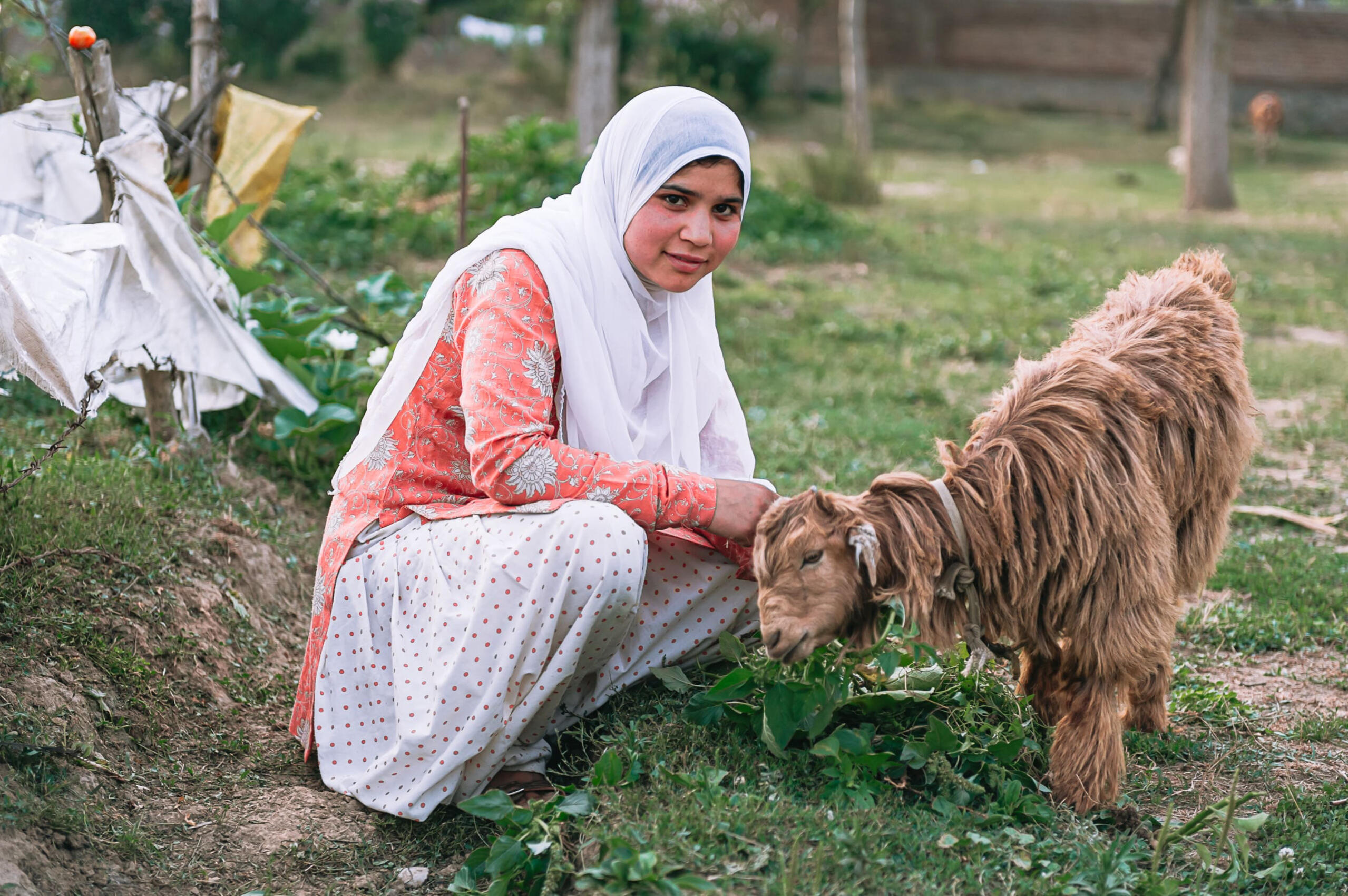 Tending to livestock